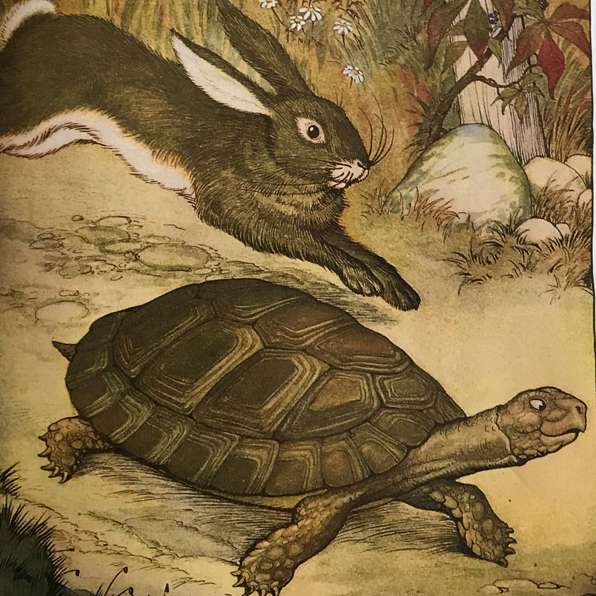 Заяц и черепаха 4 класс. Сказка the Hare and the Tortoise. Кролик и черепаха. Заяц и черепаха басня. Заяц и черепаха рисунок.
