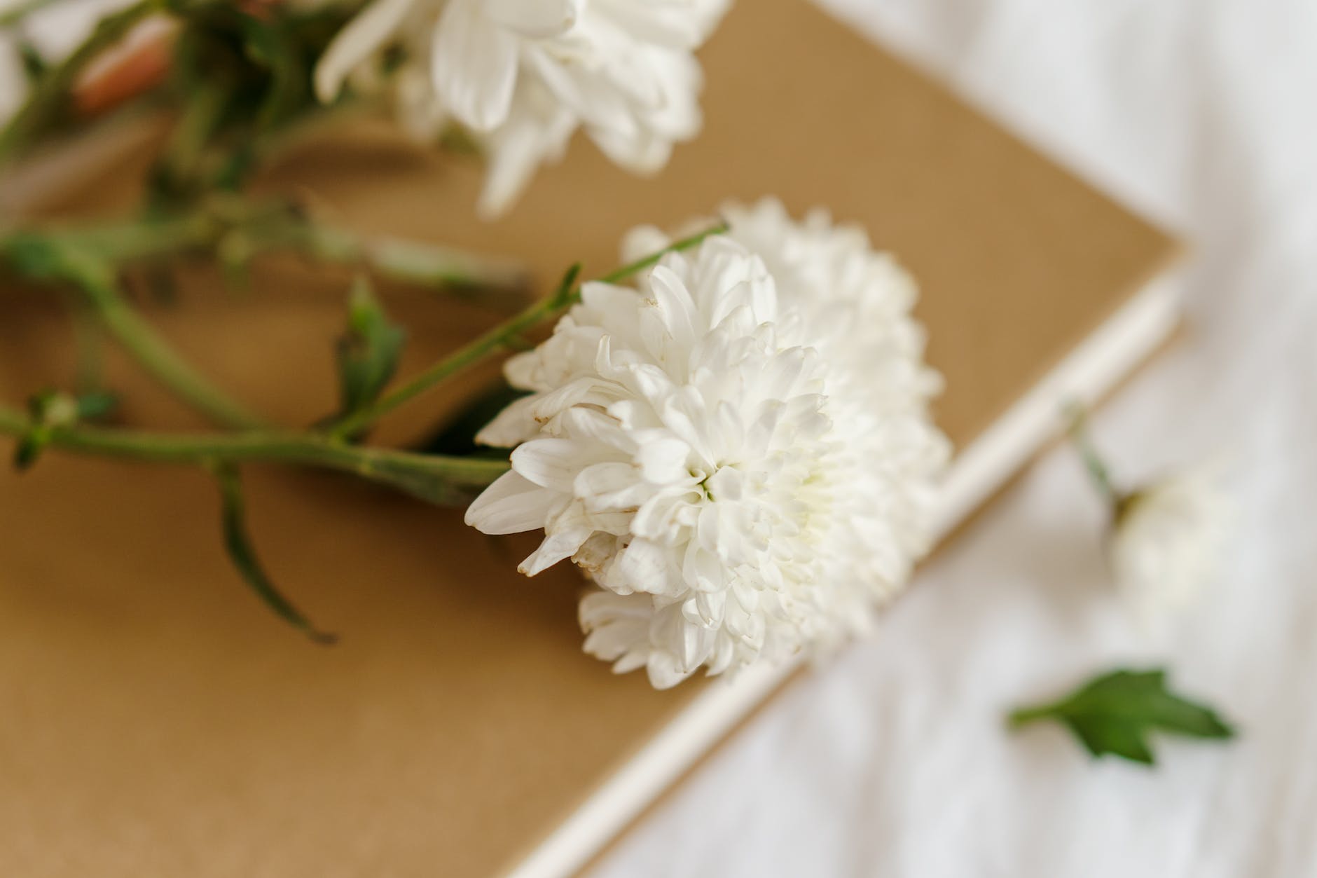 fresh chrysanthemums with delicate petals on book