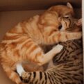 an orange tabby and brown cats in a cardboard box