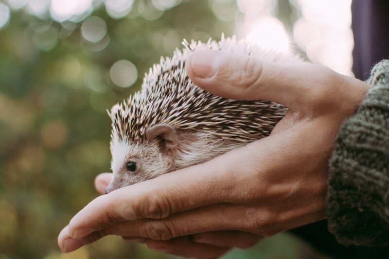 close up of hedgehog in hands