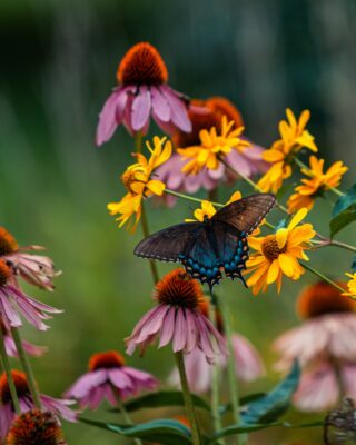 selective focus of eastern tiger swallowtail on yellow flowers